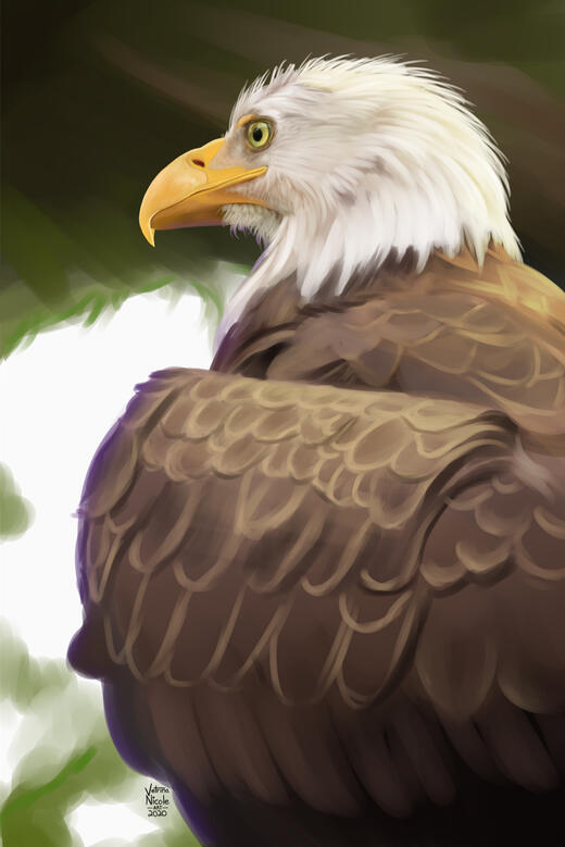 &quot;Bald Eagle&quot; - Digitally painted portrait of a bald eagle