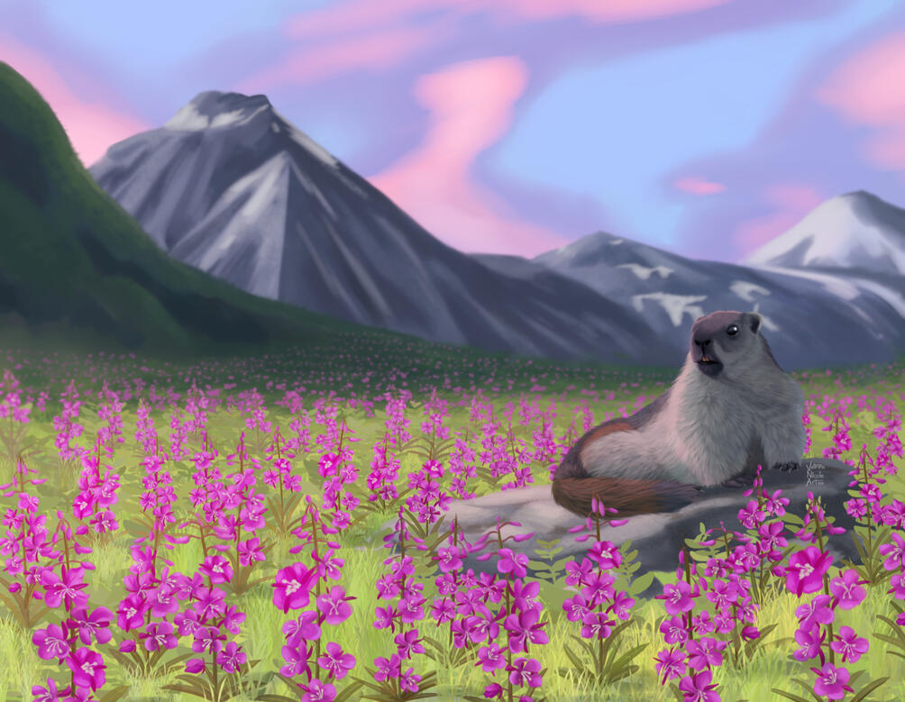 Digital painting of an Alaska marmot sitting on a rock in a field of fireweed flowers, with mountains in the background