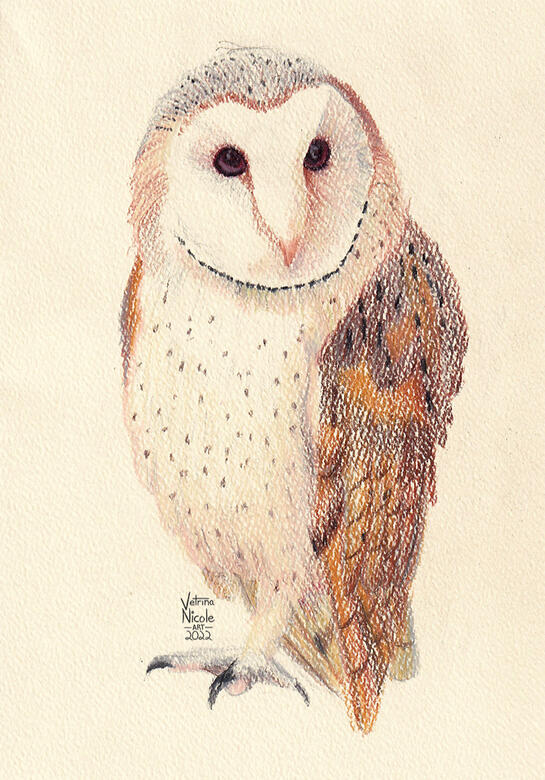 Colored pencil drawing of a barn owl