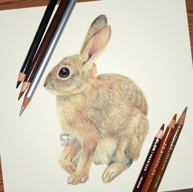&quot;Rabbit&quot; - Colored pencil drawing of a cottontail rabbit